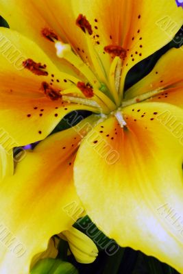 Yellow Amaryllis Flower