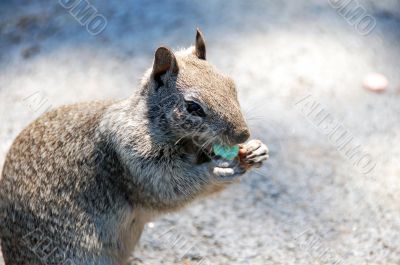 Squirrel eating Candy