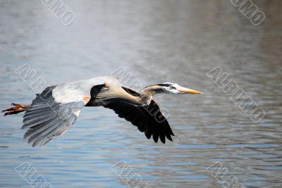 Grey Heron