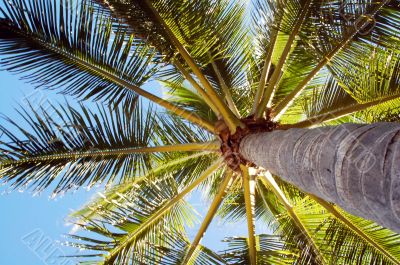 High Rising Palm Tree