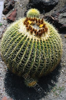 Cactus Echinocactus grusonii Single Cactus Echinocactus grusonii Single