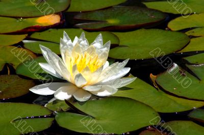 White Water Lily Flower