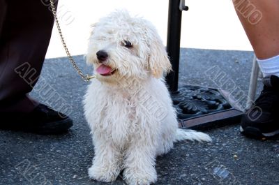 Poodle Dog Staring