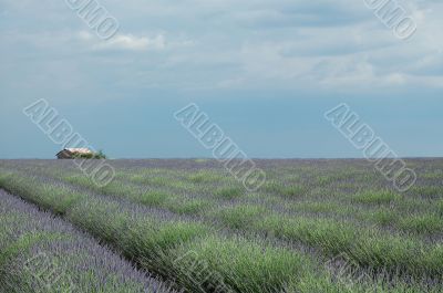 Lavender 4 Lavender 4