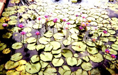 Giant lily pads