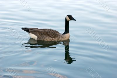 ducks