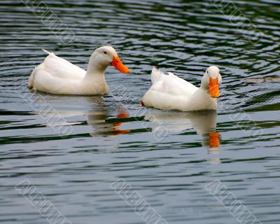 ducks
