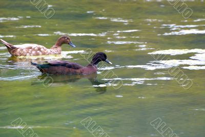 ducks
