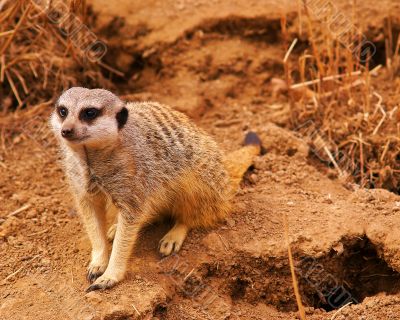 meerkat
