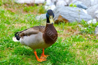 duck