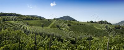 Italian Vineyards Panorama