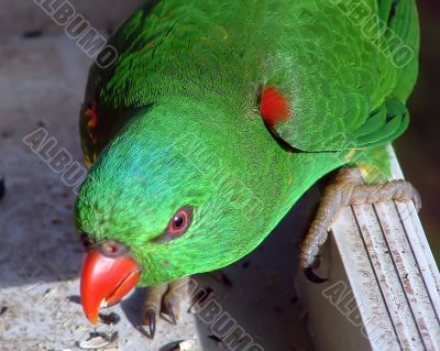 Green Parrot