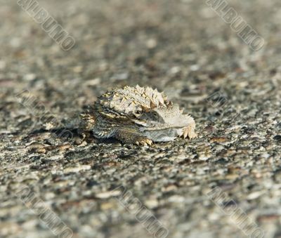 Horned Lizard