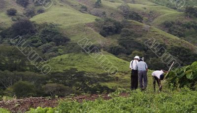 Bean Farmers on a Hillside.