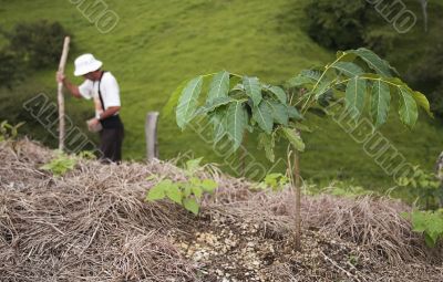 Bean Plant and farmer