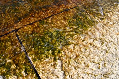 algae on marble