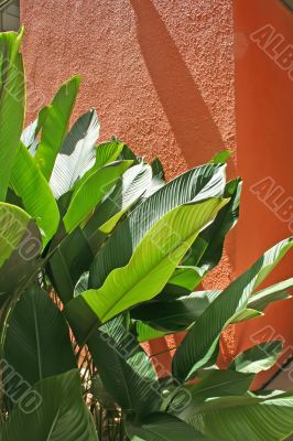 Tropical leaves