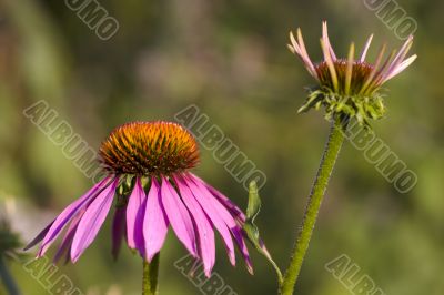 Purple coneflower, Echinacea purpurea