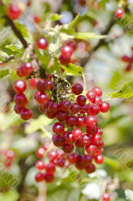 Bunch of red currant macro shot