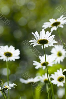 Wild camomiles growing to sunlight