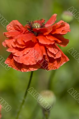 Beautiful single red poppy