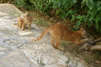 Two busy red cats outside