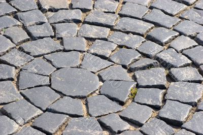 Single sprout in rocky pavement background