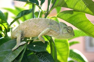 Chameleon