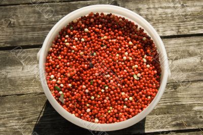 Full bucket of a red cowberry