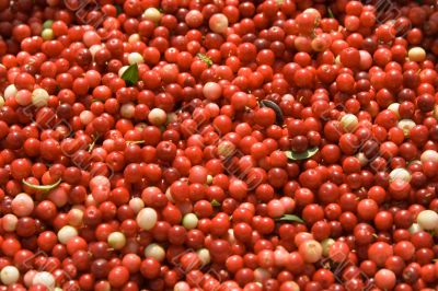 Texture from berries of a red cowberry