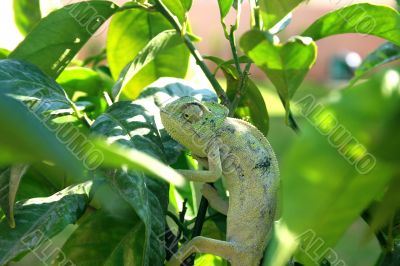 Chameleon