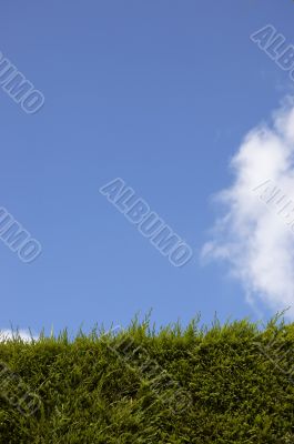 Green hedge and Blue sky