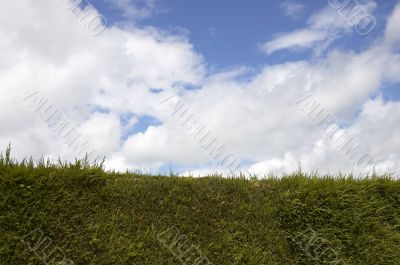 Green hedge and Blue sky