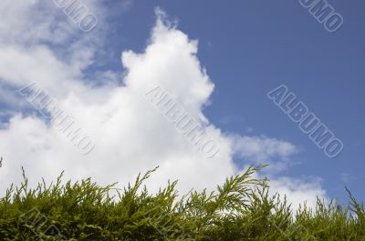 Green hedge and Blue sky