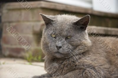 Gray Cat
