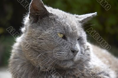 Gray Cat