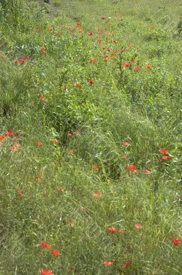 Poppy field