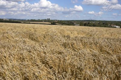 Wheat field