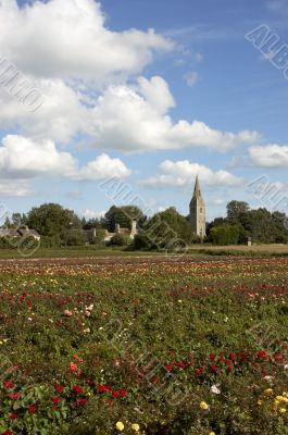 Field of Rose`s