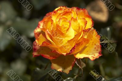 Orange Rose