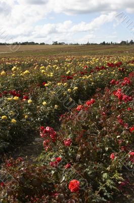Field of Rose`s