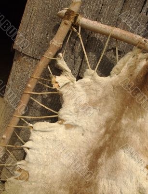 Animal Pelt Stretched on Rack