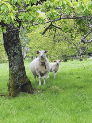 Sheep an lamb