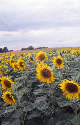 Girasoli Girasoli