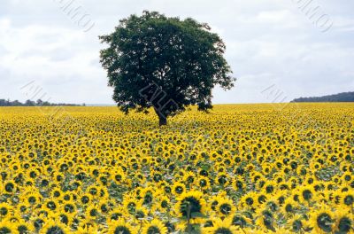 Sunflowers and a tree Sunflowers and a tree