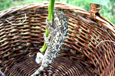 Chameleon