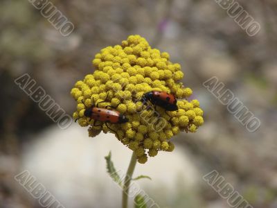 Two red bugs sit on a yellow flower
