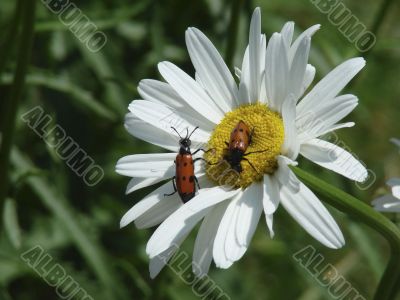 On a camomile red bugs sit