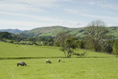 Farmland in the Lake District