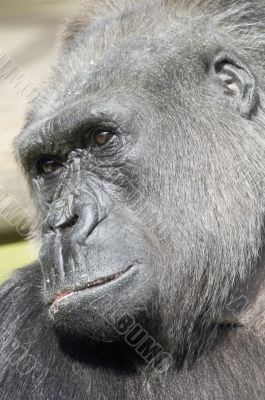 Gorilla Gorilla